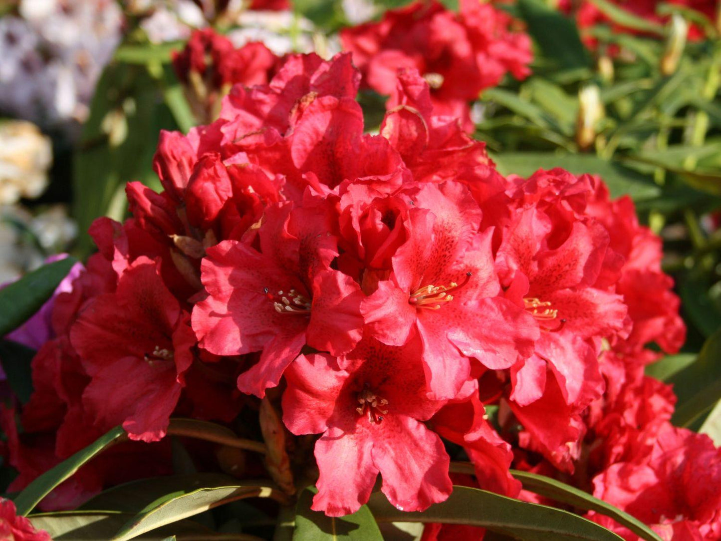 Rhododendron 'rabatz' - View 4 from www redcrocus com