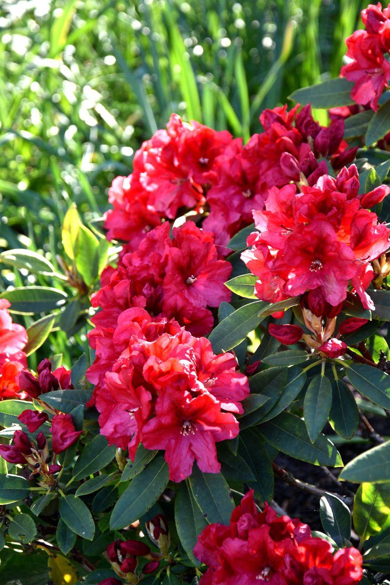 Rhododendron 'rabatz' - View 5 from www redcrocus com