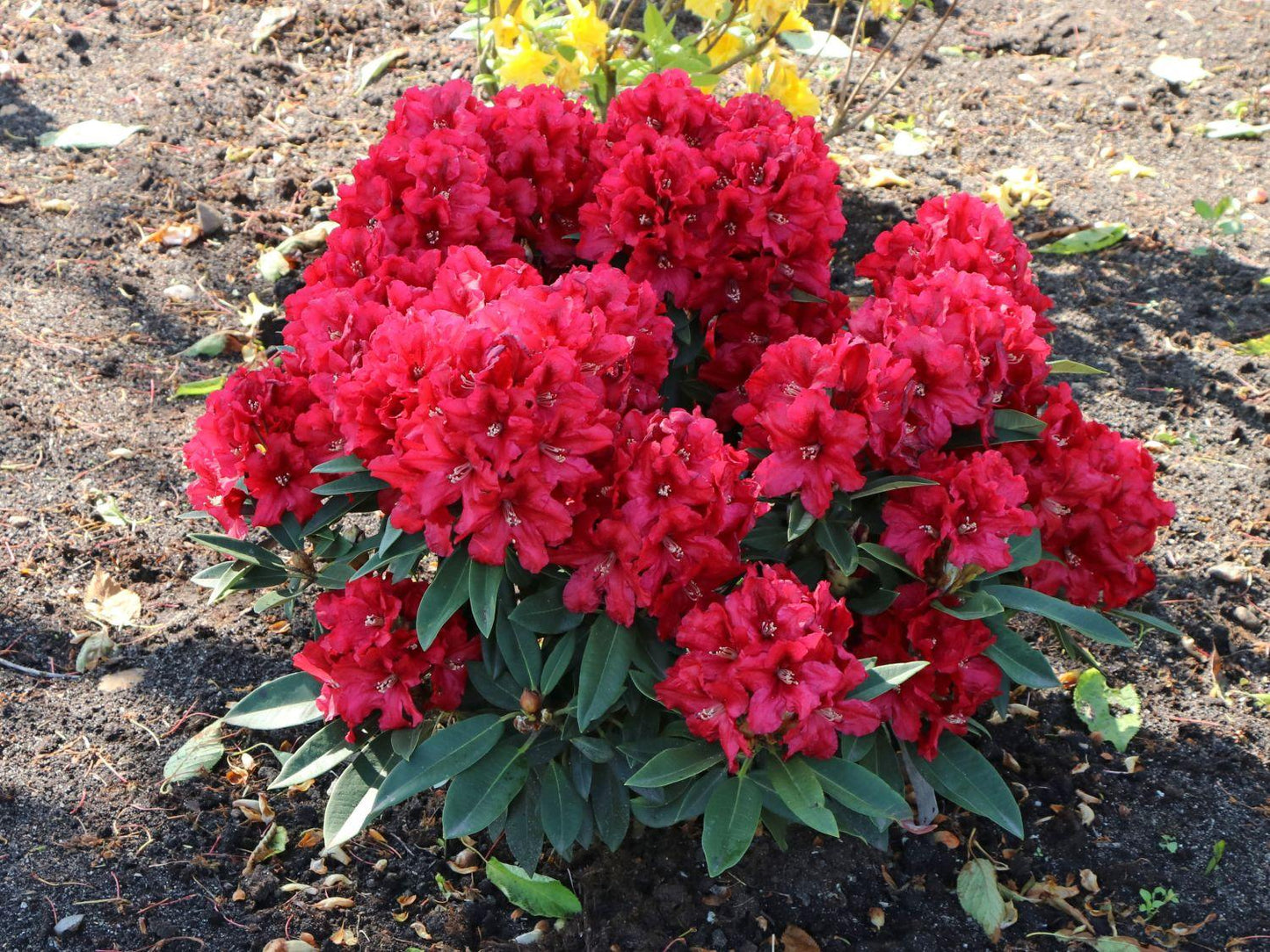 Rhododendron 'rabatz' - View 8 from www redcrocus com