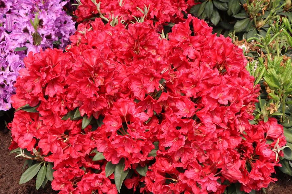 Rhododendron 'rabatz' - View 9 from www redcrocus com