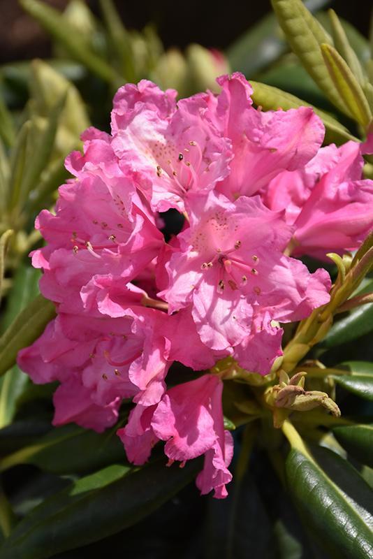 Rhododendron 'haaga' - View 37 from www redcrocus com