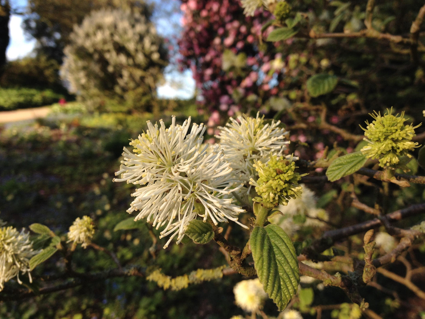 Fothergilla Gardenii - View 16 from www redcrocus com