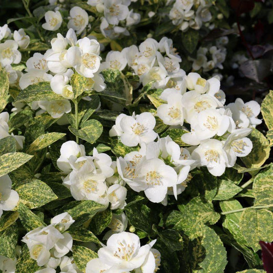 Philadelphus Coronarius 'illuminati Sparks' - View 11 from www redcrocus com