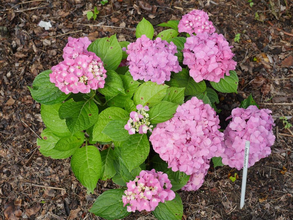 Hydrangea Macrophylla Let S Dance Blue Jangles - View 6 from www redcrocus com