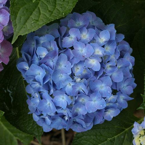 Hydrangea Macrophylla Let S Dance Blue Jangles - View 9 from www redcrocus com
