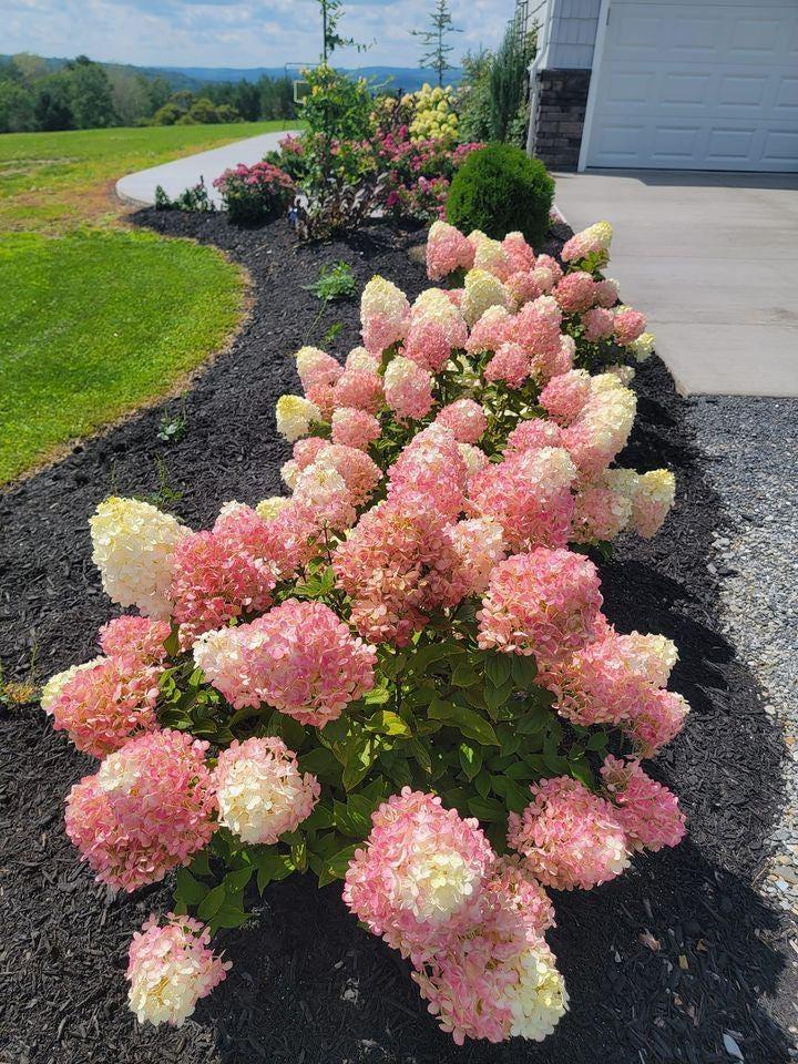 Hydrangea Paniculata 'little Lime Punch' - View 12 from www redcrocus com