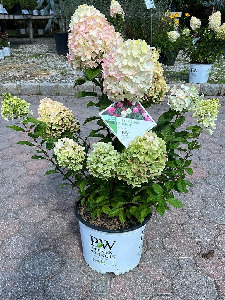 Hydrangea Paniculata 'little Lime Punch' - View 14 from www redcrocus com