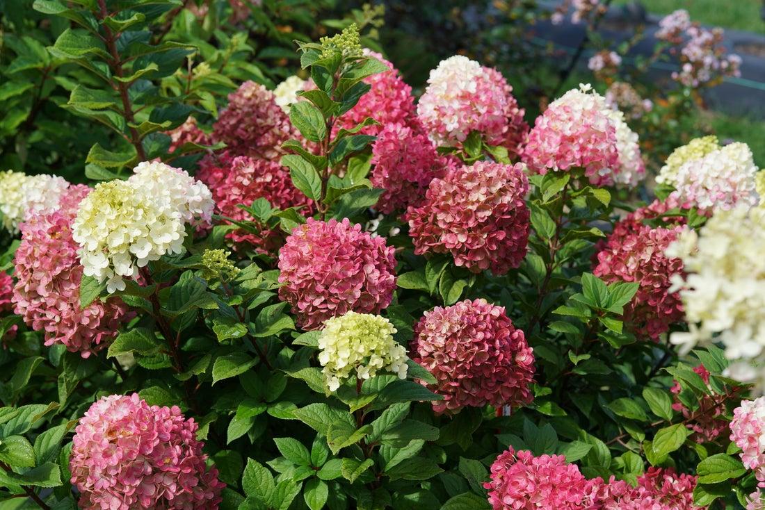 Hydrangea Paniculata 'little Lime Punch' - View 16 from www redcrocus com