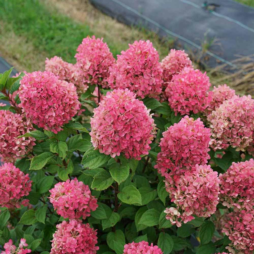 Hydrangea Paniculata 'little Lime Punch' - View 17 from www redcrocus com