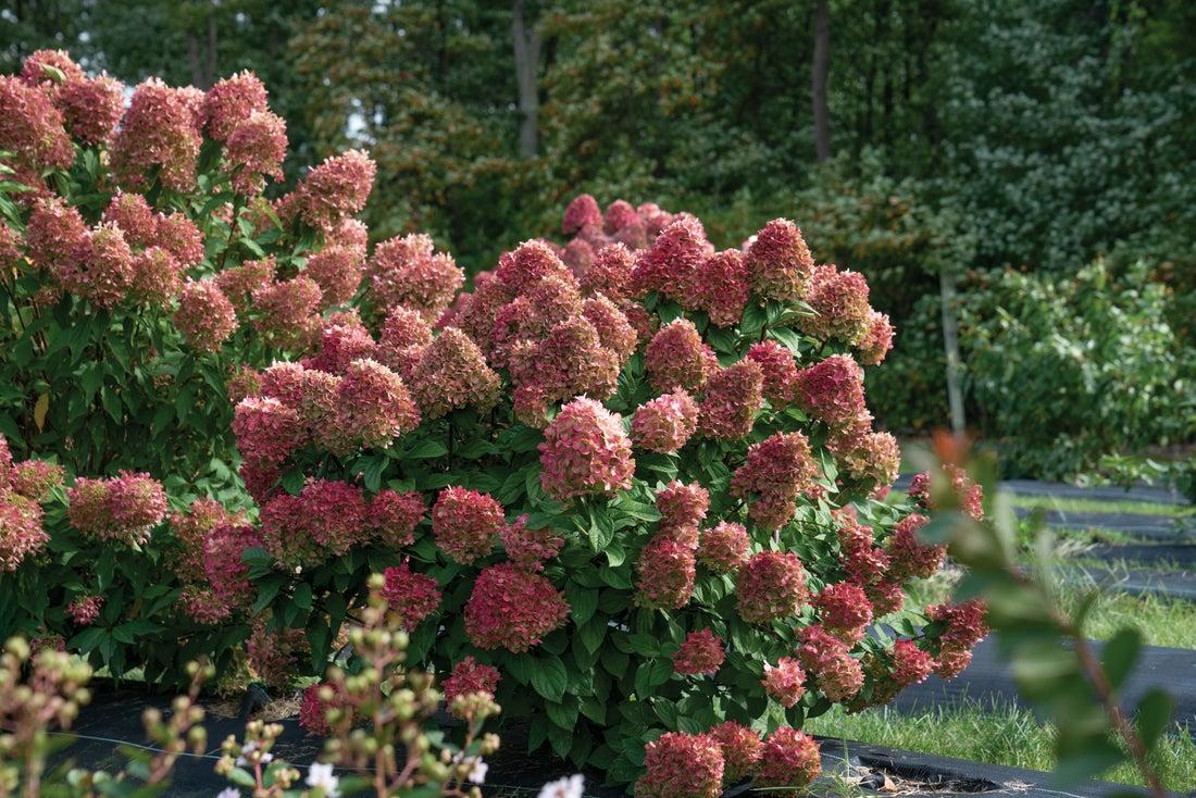 Hydrangea Paniculata 'little Lime Punch' - View 18 from www redcrocus com