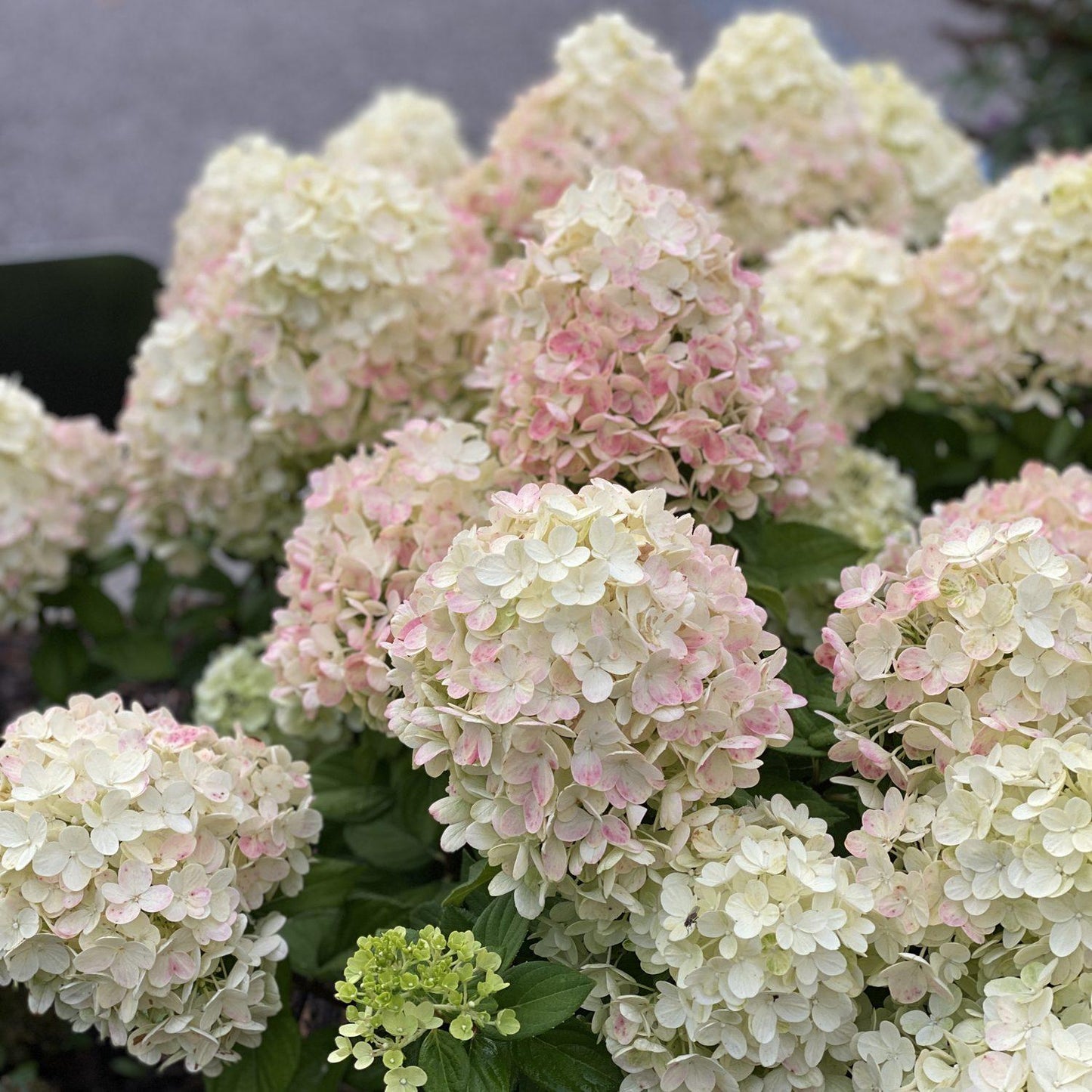 Hydrangea Paniculata 'little Lime Punch' - View 19 from www redcrocus com