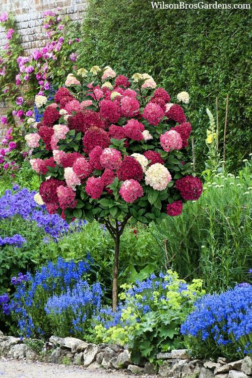 Hydrangea Paniculata 'little Lime Punch' - View 24 from www redcrocus com