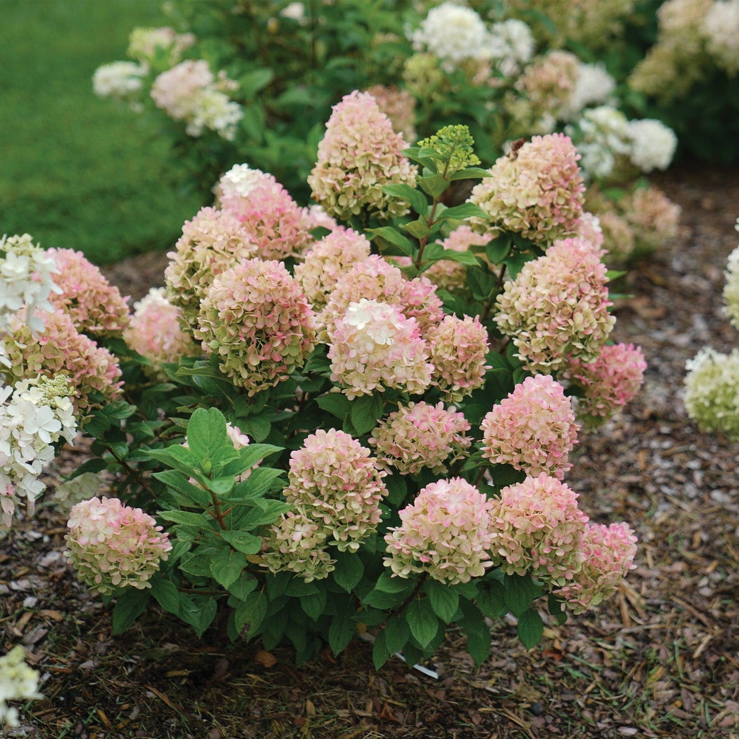 Hydrangea Paniculata 'little Lime Punch' - View 29 from www redcrocus com