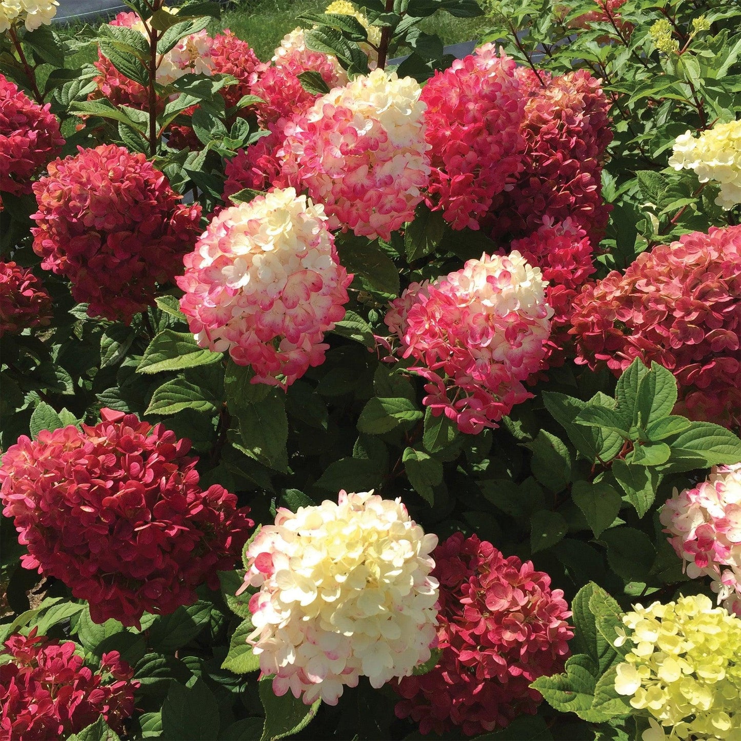 Hydrangea Paniculata 'little Lime Punch' - View 30 from www redcrocus com