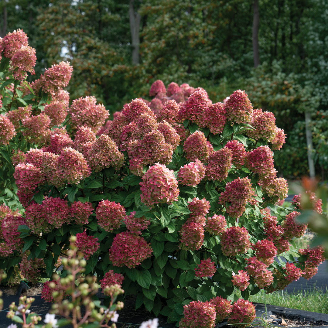 Hydrangea Paniculata 'little Lime Punch' - View 33 from www redcrocus com