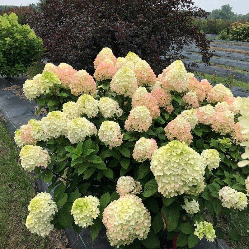 Hydrangea Paniculata 'little Lime Punch' - View 37 from www redcrocus com
