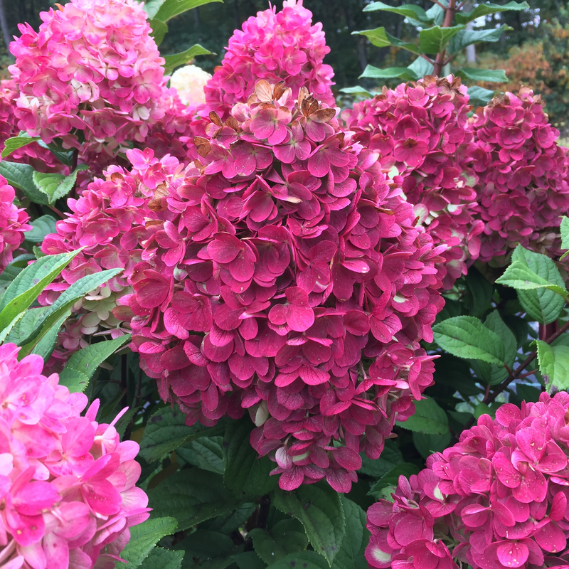 Hydrangea Paniculata 'little Lime Punch' - View 3 from www redcrocus com