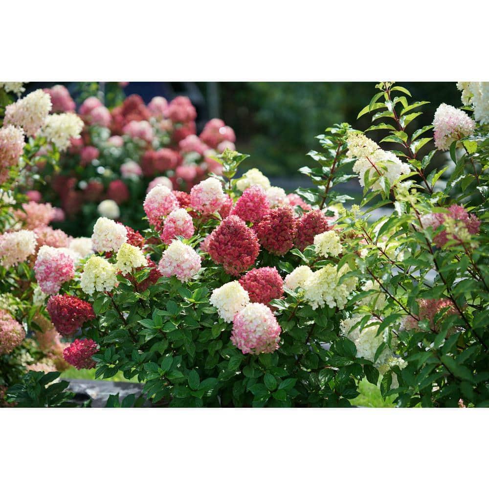 Hydrangea Paniculata 'little Lime Punch' - View 6 from www redcrocus com