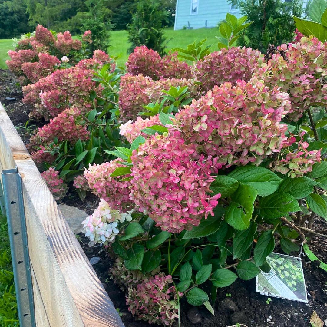 Hydrangea Paniculata 'little Lime Punch' - View 7 from www redcrocus com