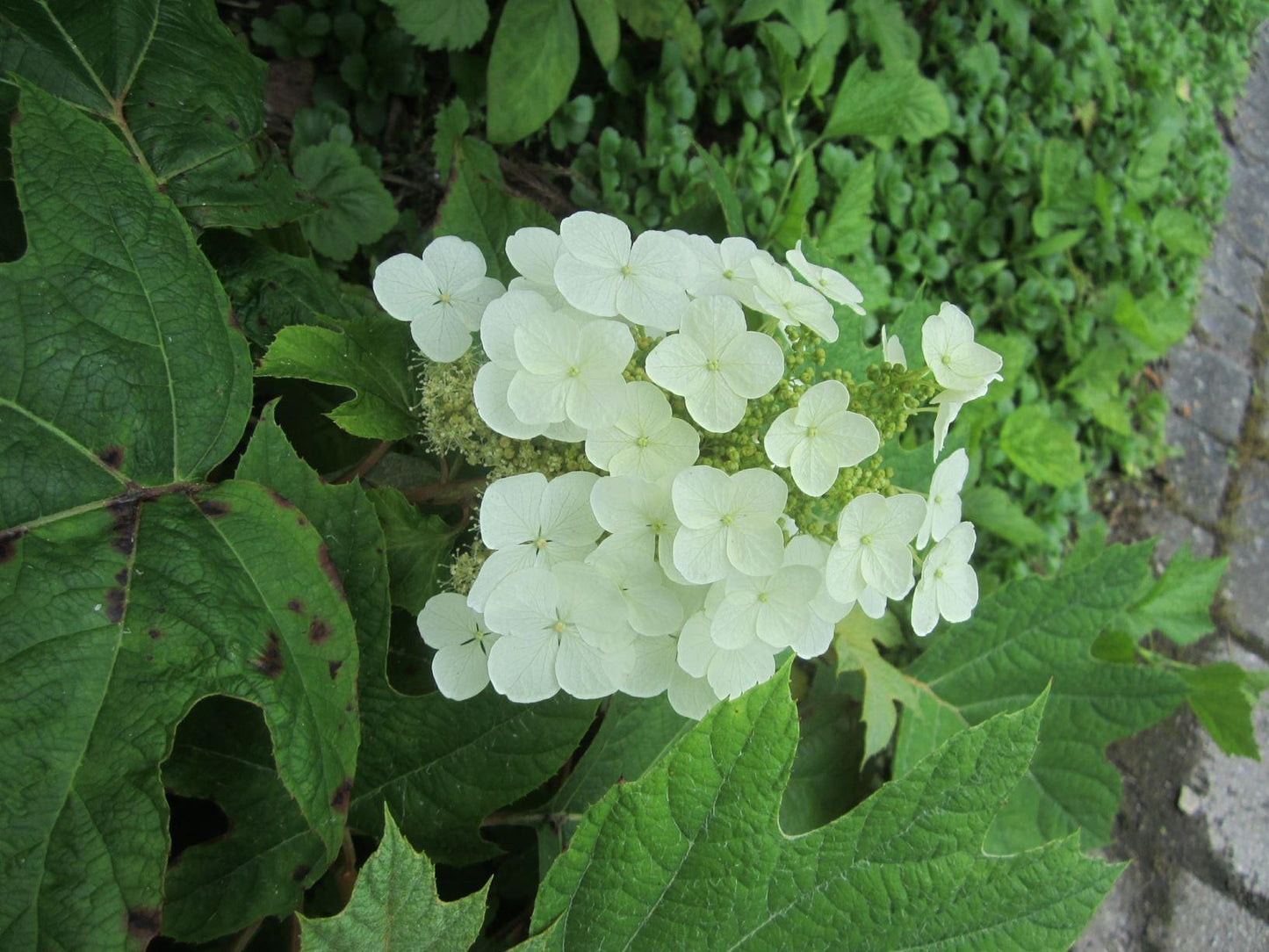 Hydrangea Quercifolia Sike S Dwarf - View 12 from www redcrocus com