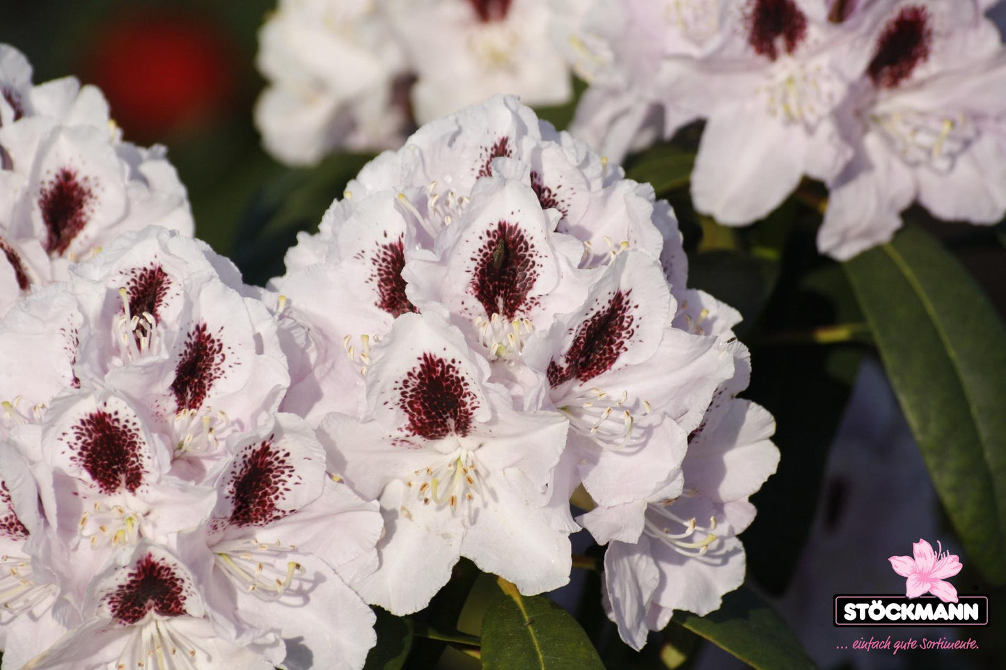Rhododendron Calsap - View 12 from www redcrocus com