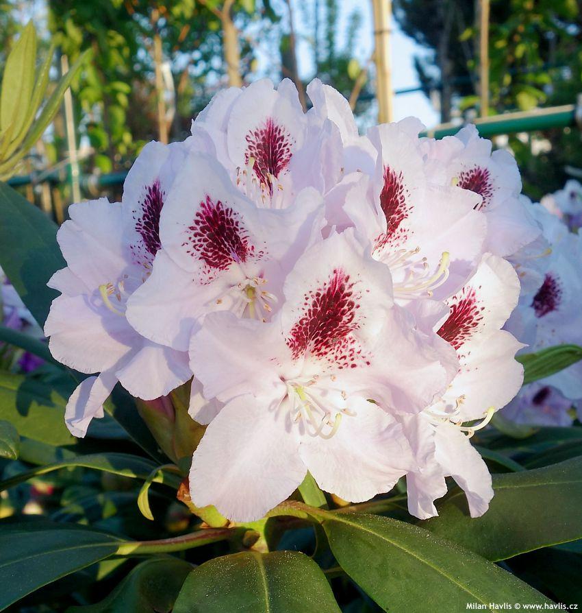 Rhododendron Calsap - View 9 from www redcrocus com