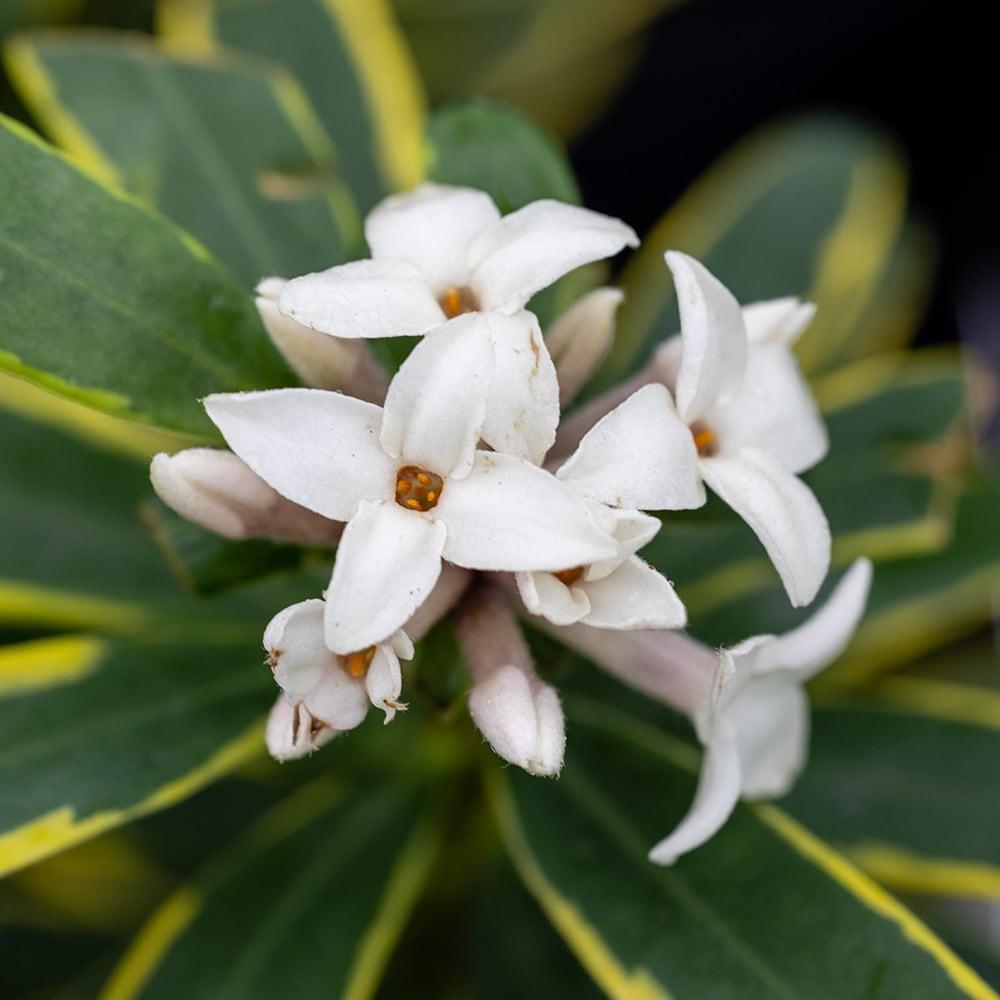 Daphne Transatlantica Summer Ice - View 10 from www redcrocus com