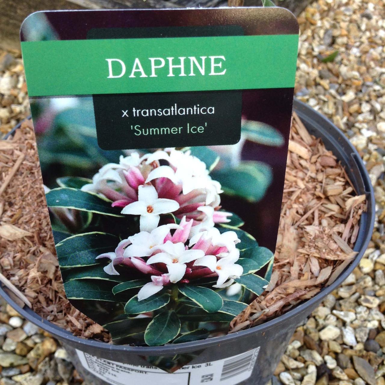 Daphne Transatlantica Summer Ice - View 12 from www redcrocus com