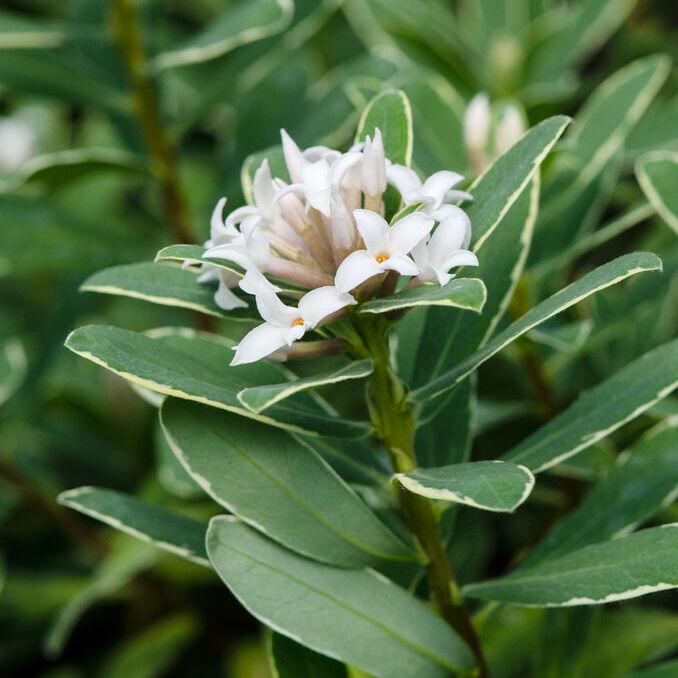 Daphne Transatlantica Summer Ice - View 13 from www redcrocus com