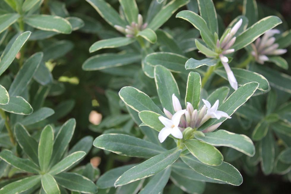 Daphne Transatlantica Summer Ice - View 15 from www redcrocus com