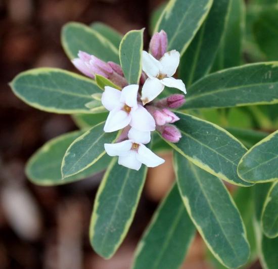 Daphne Transatlantica Summer Ice - View 16 from www redcrocus com