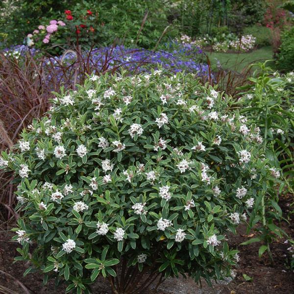 Daphne Transatlantica Summer Ice - View 17 from www redcrocus com