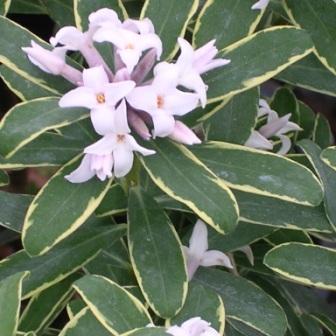 Daphne Transatlantica Summer Ice - View 19 from www redcrocus com