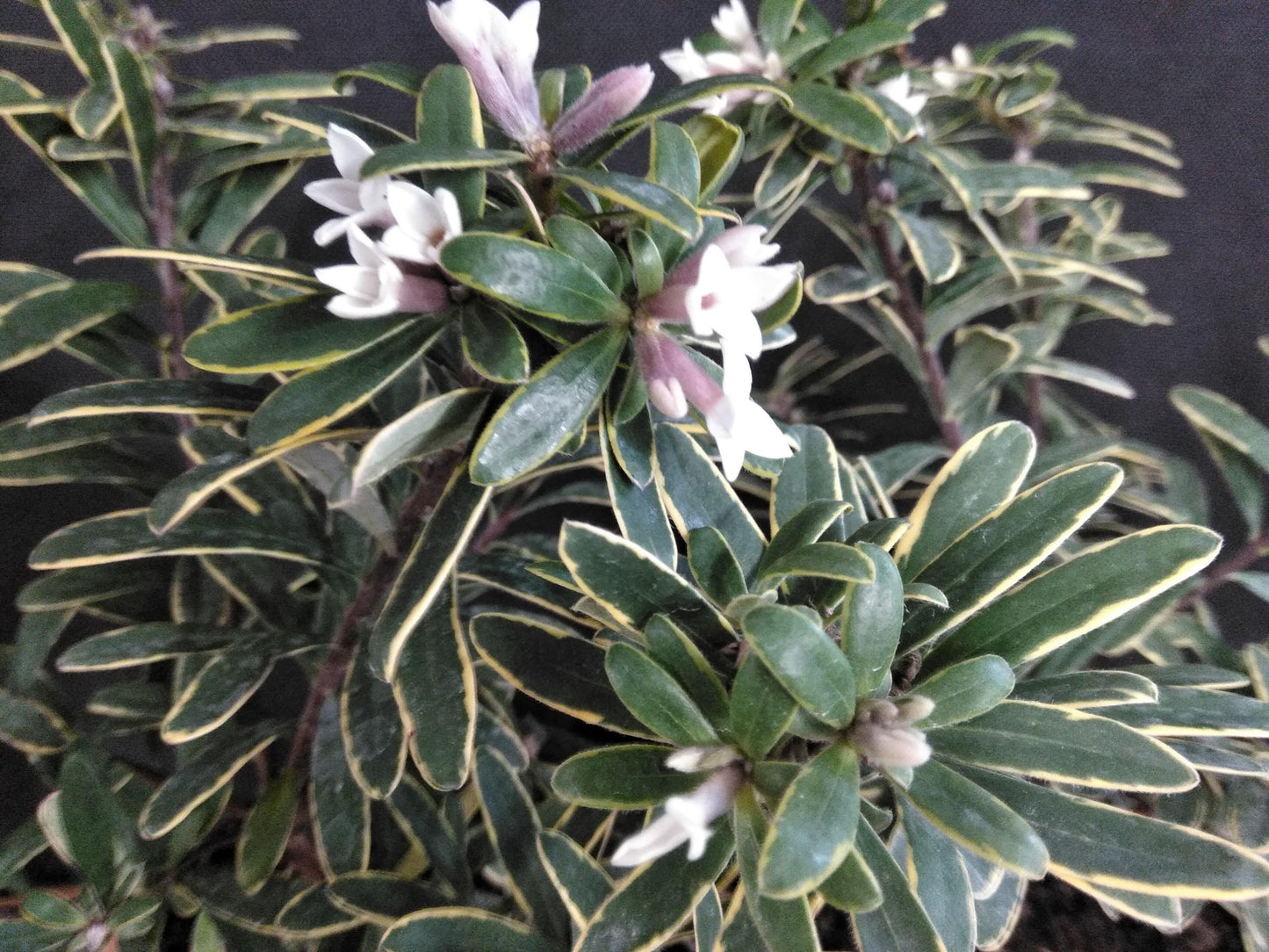Daphne Transatlantica Summer Ice - View 2 from www redcrocus com