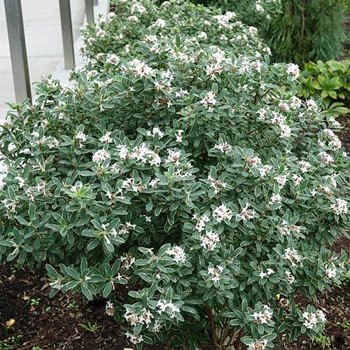 Daphne Transatlantica Summer Ice - View 3 from www redcrocus com