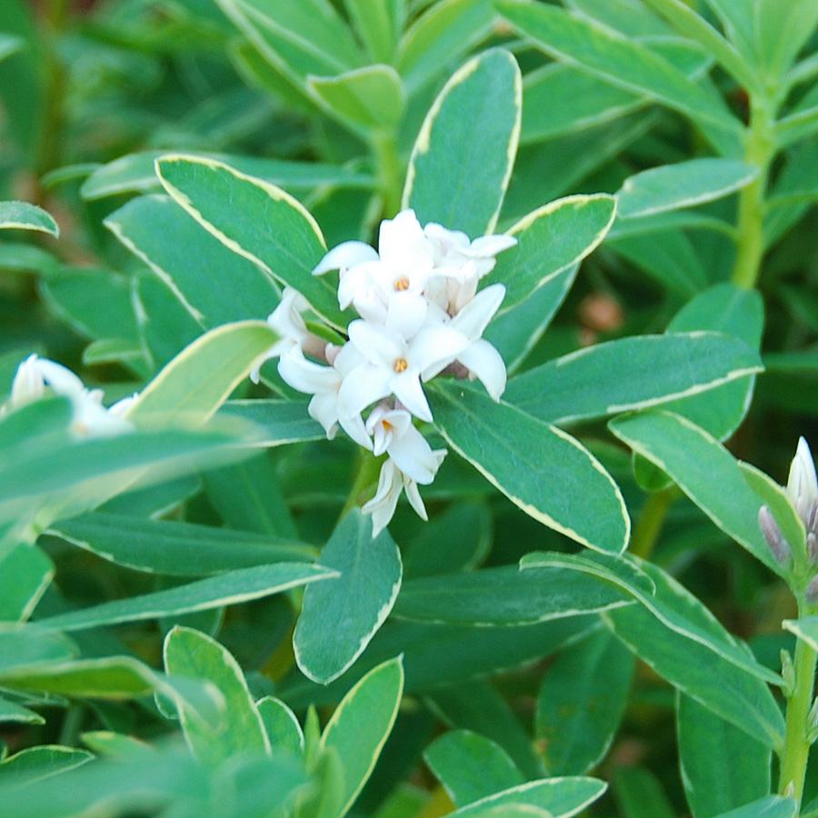 Daphne Transatlantica Summer Ice - View 4 from www redcrocus com