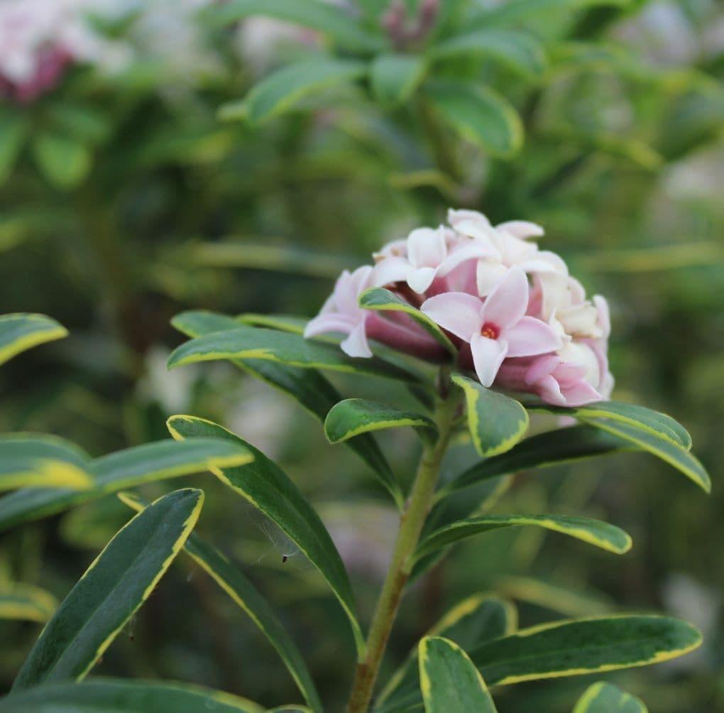 Daphne Transatlantica Summer Ice - View 7 from www redcrocus com