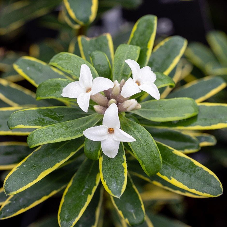 Daphne Transatlantica Summer Ice - View 8 from www redcrocus com