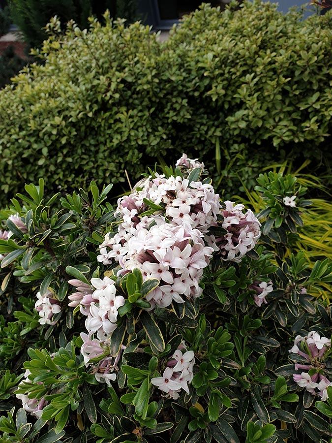 Daphne Transatlantica Summer Ice - View 9 from www redcrocus com