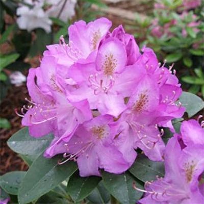 Rhododendron 'minnetonka' - View 9 from www redcrocus com