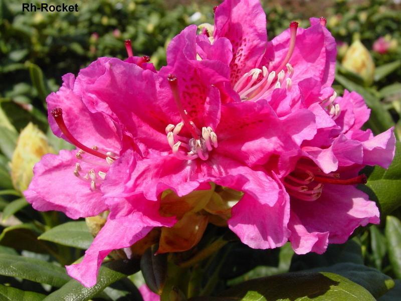 Rhododendron Rocket - View 14 from www redcrocus com