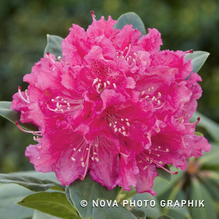 Rhododendron Rocket - View 8 from www redcrocus com
