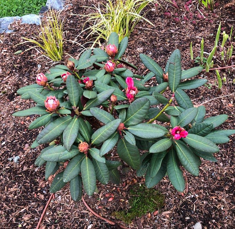 Rhododendron Wine And Roses - View 12 from www redcrocus com