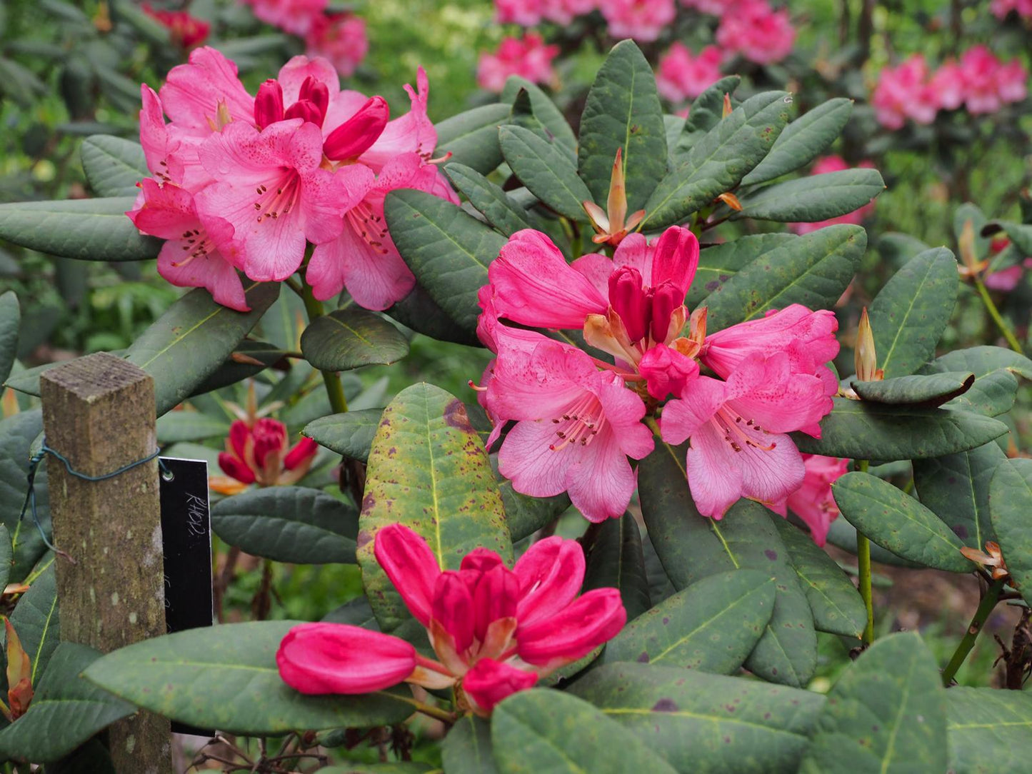 Rhododendron Wine And Roses - View 13 from www redcrocus com