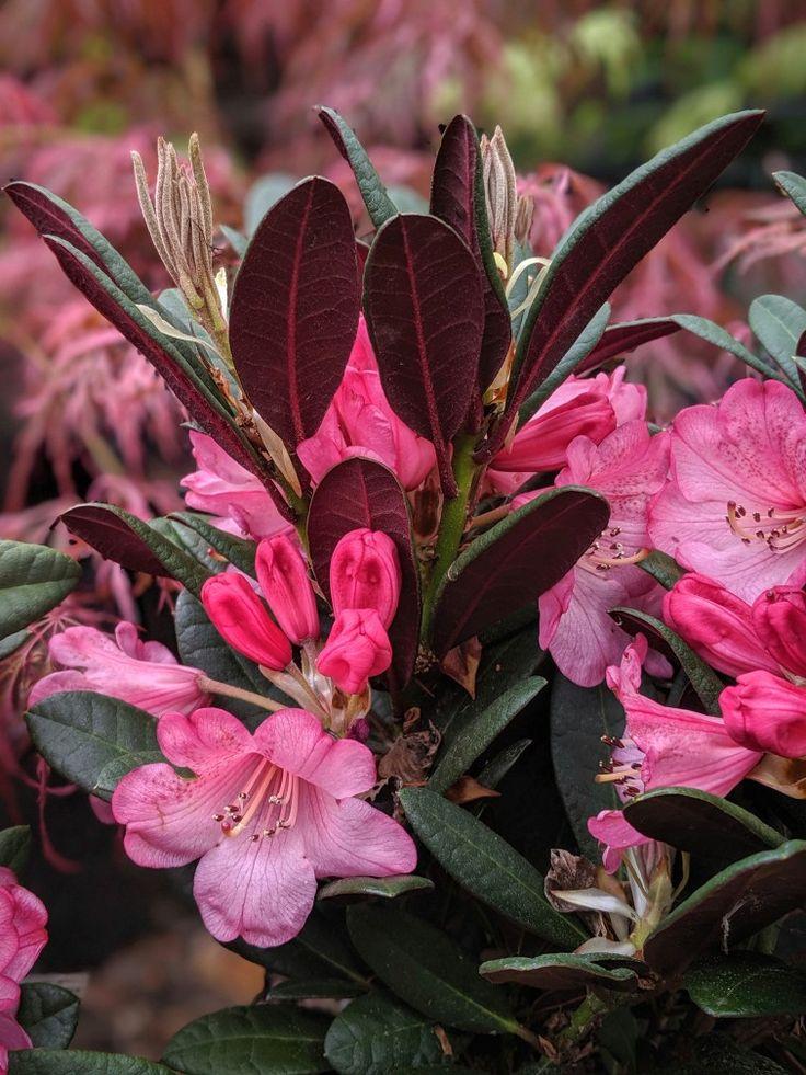 Rhododendron Wine And Roses - View 14 from www redcrocus com