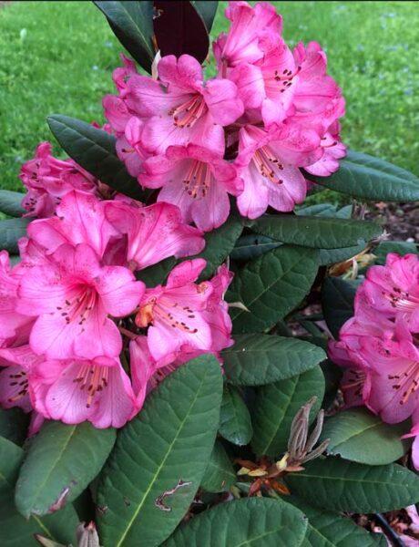 Rhododendron Wine And Roses - View 16 from www redcrocus com