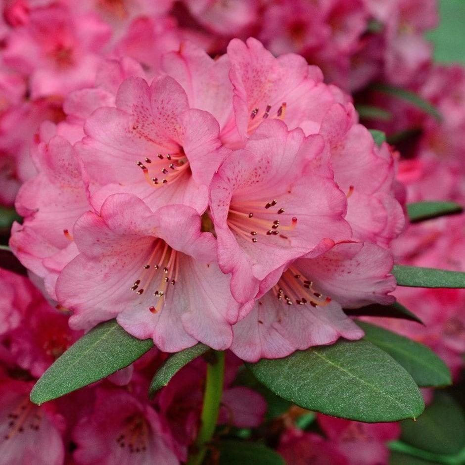 Rhododendron Wine And Roses - View 17 from www redcrocus com