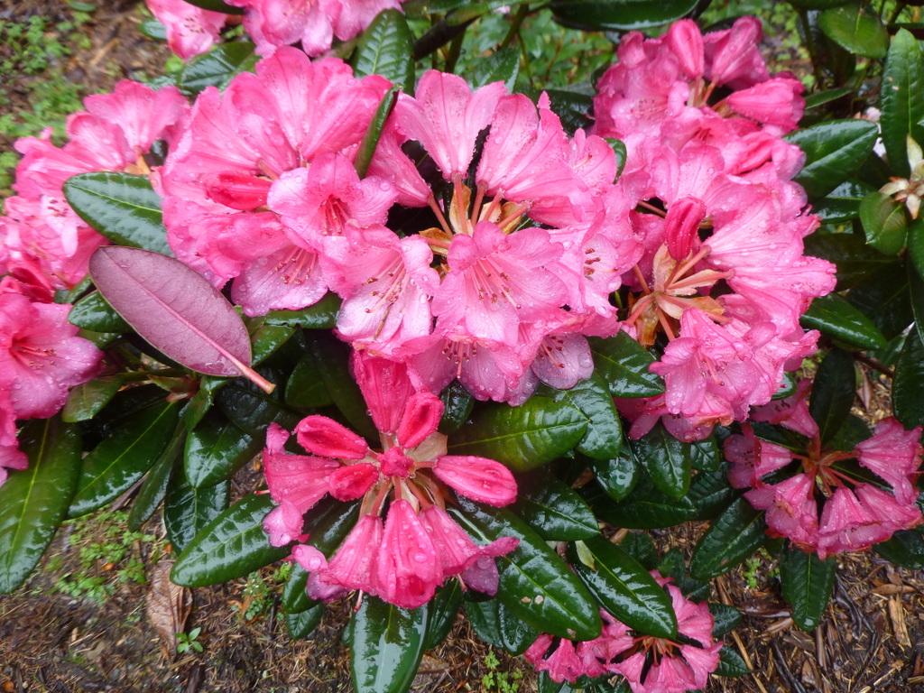 Rhododendron Wine And Roses - View 2 from www redcrocus com