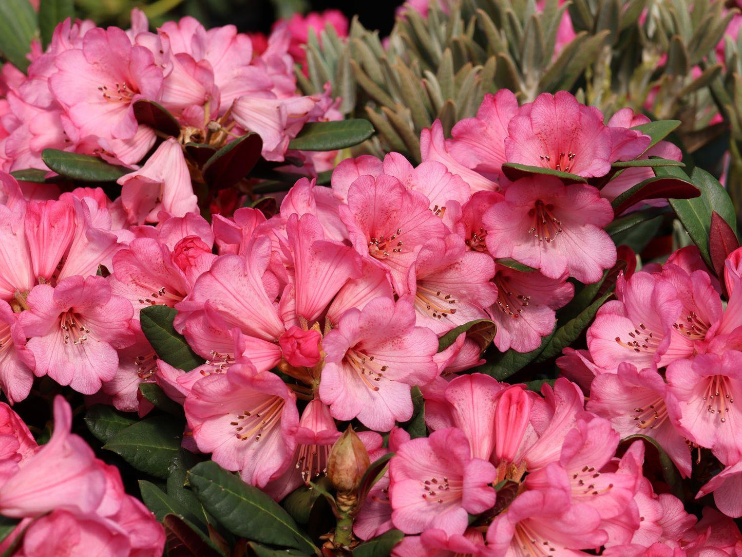 Rhododendron Wine And Roses - View 5 from www redcrocus com