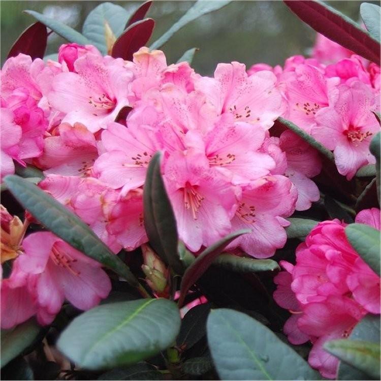Rhododendron Wine And Roses - View 7 from www redcrocus com